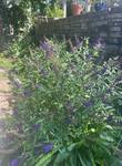 Plant name: Butterfly Bush Buddleia davidii cv. Buzz Midnight